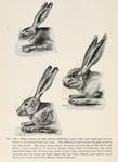 ...krabbit (Lepus alleni), Black-tailed jackrabbit (Lepus californicus)