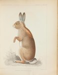 Lepus audubonii = Sylvilagus audubonii (desert cottontail rabbit)