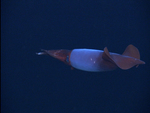 BoreoAtlantic Armhook Squid, Gonatus fabricii