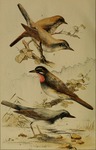 1. Erithacus sibilans = Larvivora sibilans (rufous-tailed robin); 2,3. Erithacus calliope = Call...