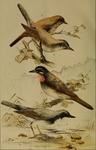 ...iope calliope (Siberian rubythroat); 4. Erithacus cyane = Larvivora cyane (Siberian blue robin)