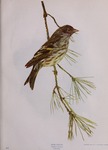 Spinus pinus (pine siskin)