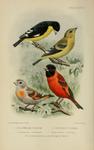 ...ianus (lesser goldfinch), Chrysomitris cucullata = Spinus cucullatus (red siskin)
