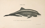 Heaviside's dolphin (Cephalorhynchus heavisidii)