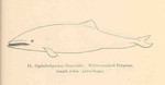 Heaviside's dolphin (Cephalorhynchus heavisidii)