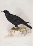 Alpine chough, yellow-billed chough (Pyrrhocorax graculus)