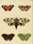 Papilio penthesilea = Cethosia penthesilea (orange lacewing), Phalaena strix = Xyleutes strix, P...