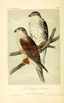 Archibuteo ferrugineus = ferruginous hawk (Buteo regalis)