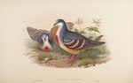 Phlogoenas cruenta = Gallicolumba luzonica (Luzon bleeding-heart dove)