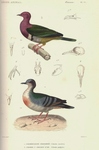 ...headed fruit dove), Columba cruentata = Luzon bleeding-heart (Gallicolumba luzonica)