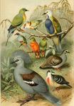 ...Columbidae. 1. Sphenocercus apicaudus = Treron apicauda (pin-tailed green pigeon). 2. Ptilinopus