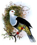 Ptilonopus albocinctus = Ptilinopus cinctus albocinctus (banded fruit dove)