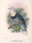 Leucotreron alligator = black-banded fruit dove (Ptilinopus alligator)