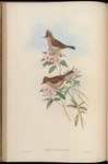 Yuhina occipitalis (rufous-vented yuhina)