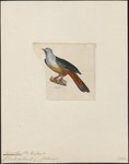 Carpophaga gularis = Ptilinopus subgularis (Banggai fruit dove, maroon-chinned fruit dove)