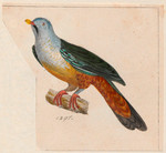 [Cropped] Carpophaga gularis = Ptilinopus subgularis (Banggai fruit dove, maroon-chinned fruit d...