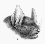 Vespertilio montivagus = Myotis montivagus (Burmese whiskered bat)