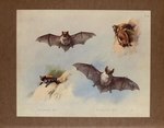 Whiskered Bat (Myotis mystacinus) & Bechstein's Bat (Myotis bechsteinii)