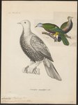 Carpophaga magnifica = Ptilinopus magnificus (wompoo fruit dove)