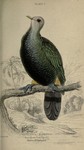 Pigeons: Carpophaga magnifica = Ptilinopus magnificus (wompoo fruit dove)