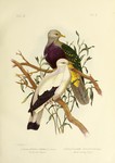 ...ve), Torresian imperial pigeon (Ducula spilorrhoa)