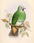 Leucotreron gironieri = Ptilinopus leclancheri gironieri (Palawan black-chinned fruit dove)