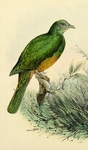 Scarlet-breasted fruit dove (Ptilinopus bernsteinii)