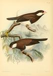 Munia fuscata = Padda fuscata (Timor dusky sparrow)