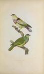 Ptilopus mariae = Ptilinopus perousii mariae (many-colored fruit dove)