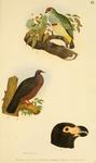 ...colored fruit dove), Columba vitiensis (metallic pigeon), Didunculus strigirostris (tooth-billed