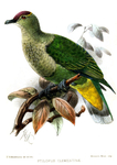 Ptilopus clementinae = Ptilinopus porphyraceus clementinae (crimson-crowned fruit dove)
