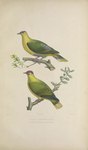 Ptilinopus porphyraceus clementinae (crimson-crowned fruit dove), Ptilinopus mercierii mercierii...