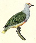 Columba purpurata = Ptilinopus roseicapilla (Mariana fruit dove, totot)