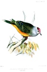 Ptilonopus purpureocinctus = Ptilinopus roseicapilla (Mariana fruit dove, totot)