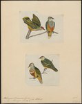 Ptilinopus regina (rose-crowned fruit dove)