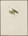Ptilinopus flavicollis = Ptilinopus regina flavicollis (rose-crowned fruit dove)