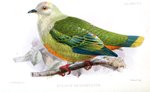 Ptilopus rhodostictus = Ptilinopus richardsii (silver-capped fruit dove)