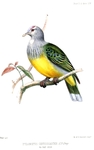Ptilonopus chrysogaster = Ptilinopus purpuratus chrysogaster (grey-green fruit dove)