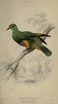 Ptilinopus purpuratus (Purple-Crowned Turteline = grey-green fruit dove)