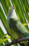 Atoll fruit dove (Ptilinopus coralensis)