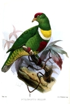 Ptilonopus bellus = Ptilinopus rivoli bellus (white-bibbed fruit dove)