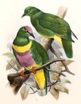 Ptilopus johannis = Ptilinopus solomonensis johannis (yellow-bibbed fruit dove)