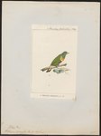 Ptilopus speciosus = Ptilinopus speciosus (Geelvink fruit dove)