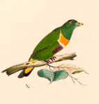 Ptilopus speciosus = Ptilinopus speciosus (Geelvink fruit dove) (Cropped)