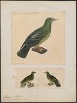 Ptilinopus pectoralis = Ptilinopus viridis pectoralis (claret-breasted fruit dove supspecies)