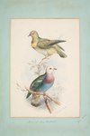 Ptilonopus viridis = Ptilinopus eugeniae (white-headed fruit dove)