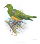 Ptilopus jobiensis = Ptilinopus iozonus (orange-bellied fruit dove)