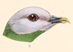 Ptilinopus hyogaster = Ptilinopus hyogastrus (grey-headed fruit dove)