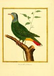 Ptilinopus melanospilus (black-naped fruit dove)