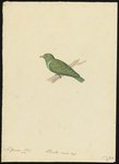 Columba nana = Ptilinopus nainus (dwarf fruit dove)